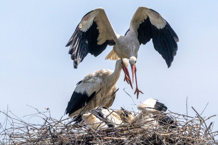 Picture This: Stork Contrast